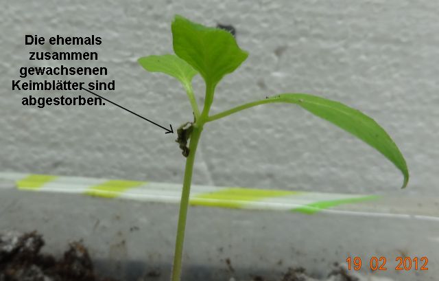 Giant Rocota mit den abgestorbenen zusammen gewachsenen Keimblättern