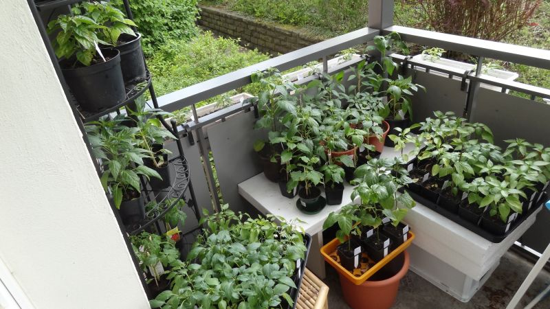 Die chilis auf meinen Balkon