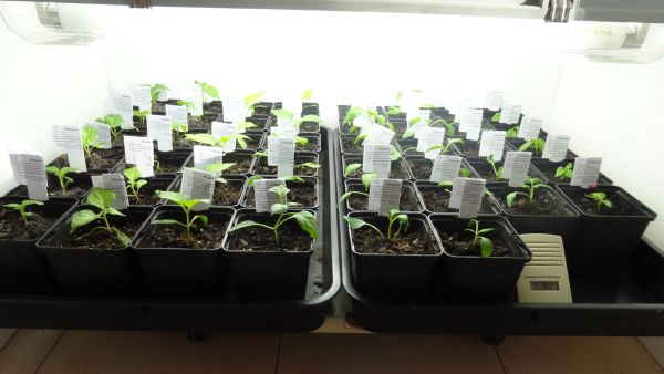 Von links nach rechts, 9x Bishops Crown, 11x Machu Picchu, 6x Jalapeno Mixico, 14x Jalapeno Concho und 5x Habanero Red Savina