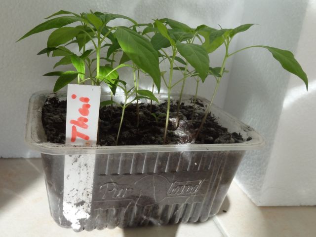 Thai Chilis einen Tag vor dem pikieren