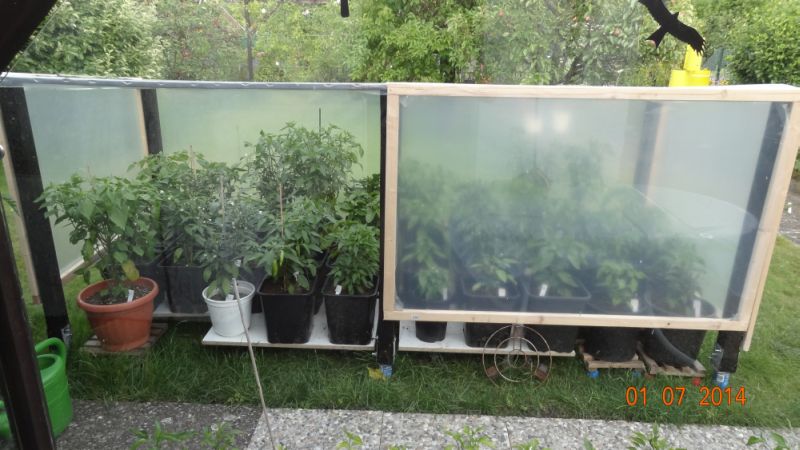 meine Chilis geschützt Hagel und Sturm