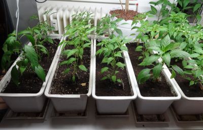 Klick mich zum vergrössern