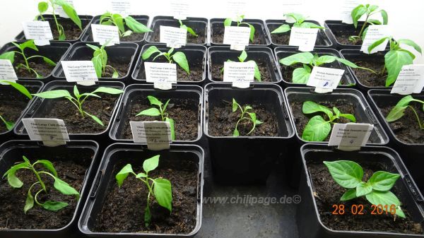 Foto 2 - pikierte Chilis