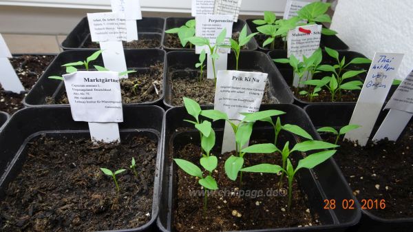 Foto 3 - gekeimte, noch nicht pikierte Chilis