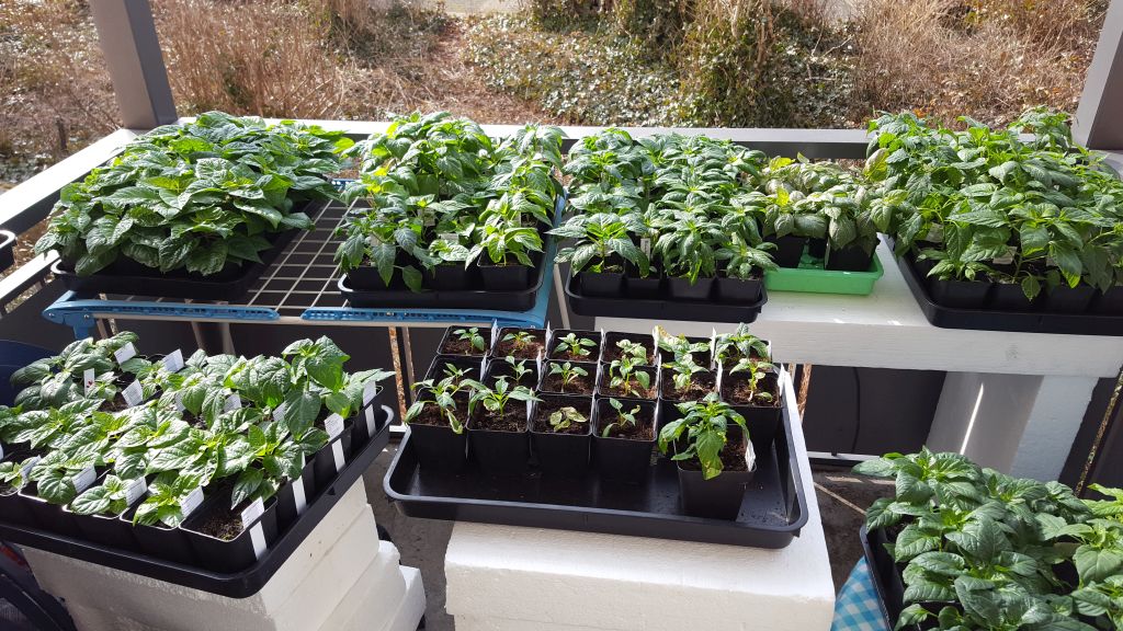 Für die Originalgrösse auf das Bild klicken