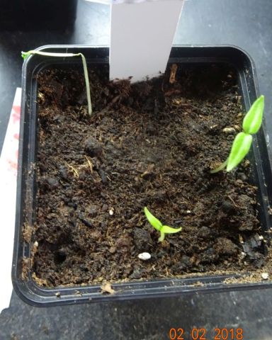 Für die Originalgrösse auf das Bild klicken