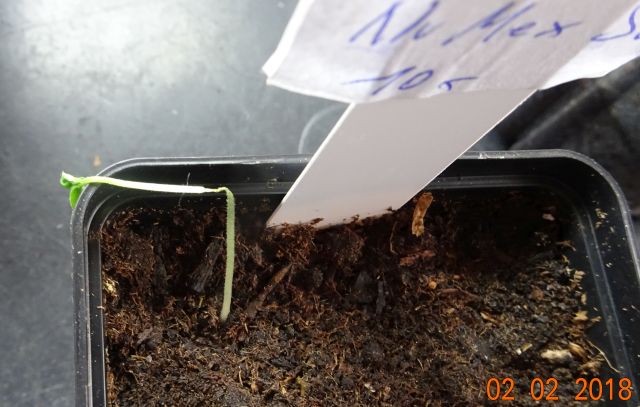 Für die Originalgrösse auf das Bild klicken