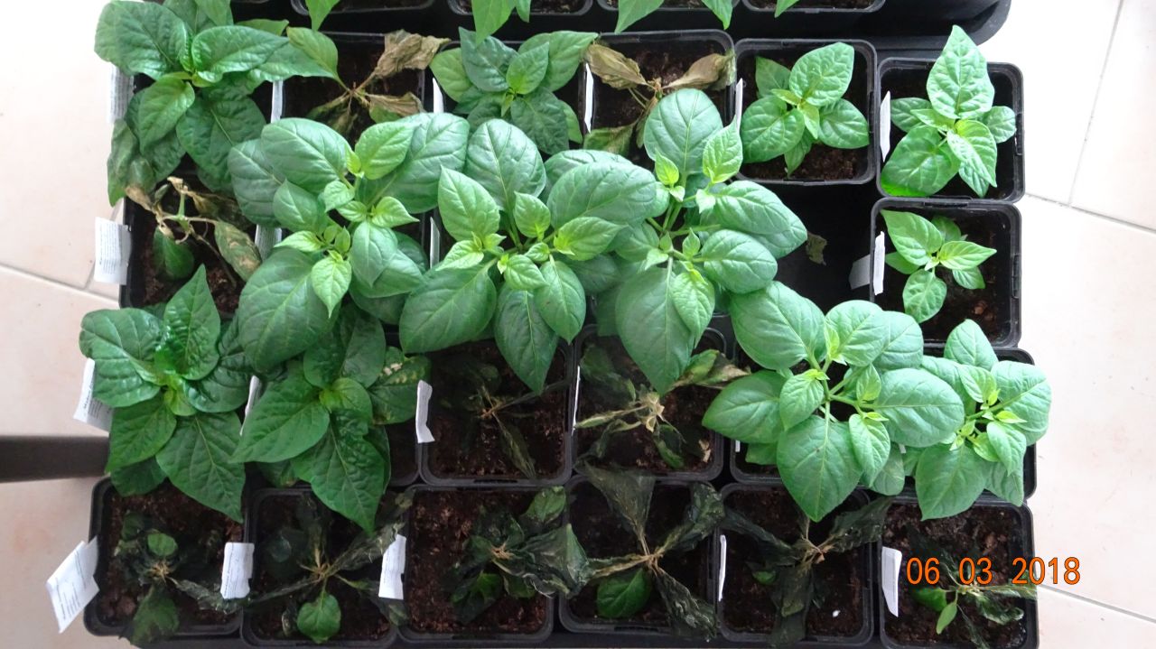 Für die Originalgrösse auf das Bild klicken