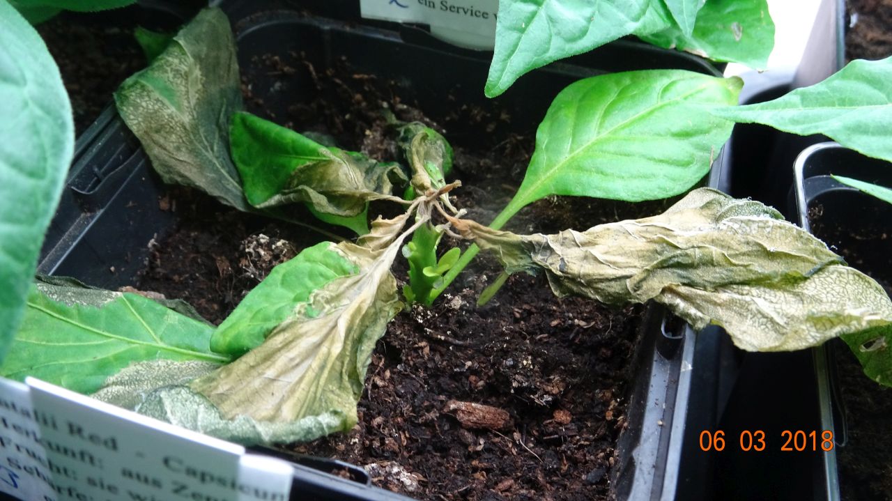 Für die Originalgrösse auf das Bild klicken