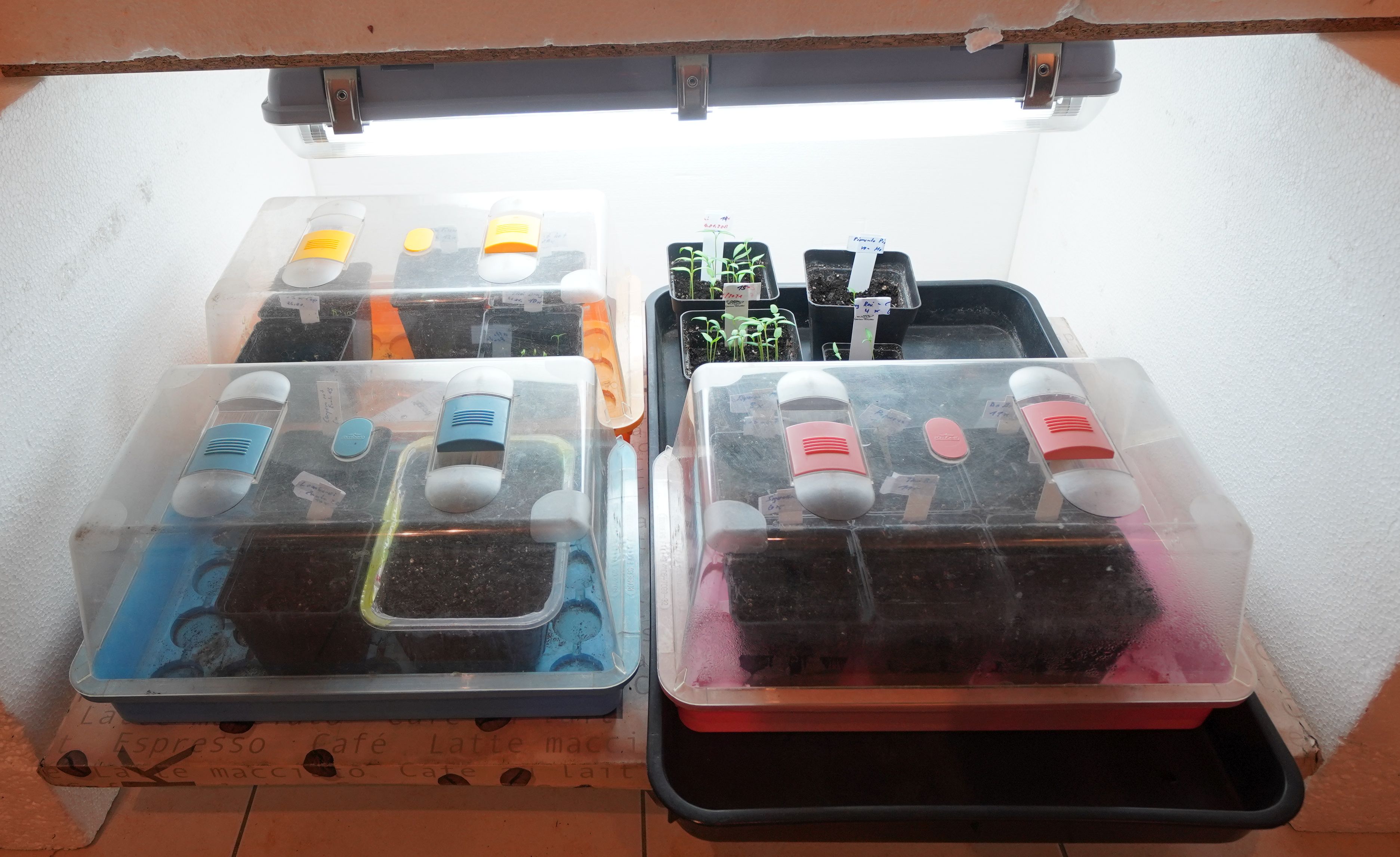 Meine Chilis am 4. Februar 2022