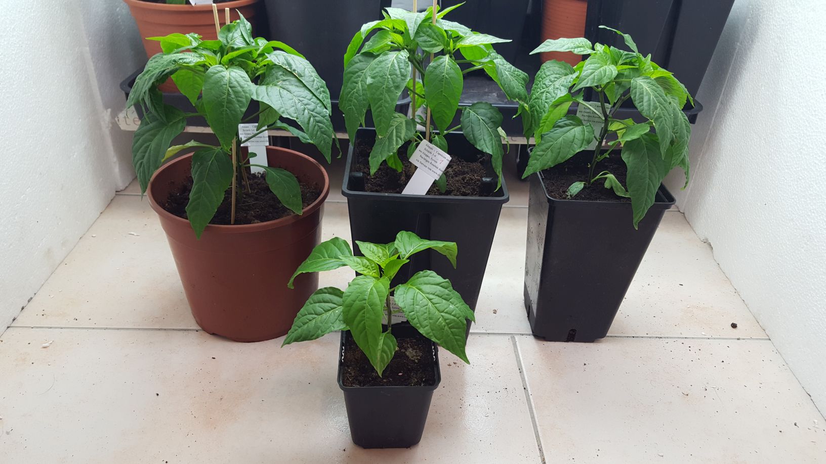 Für die Originalgrösse auf das Bild klicken