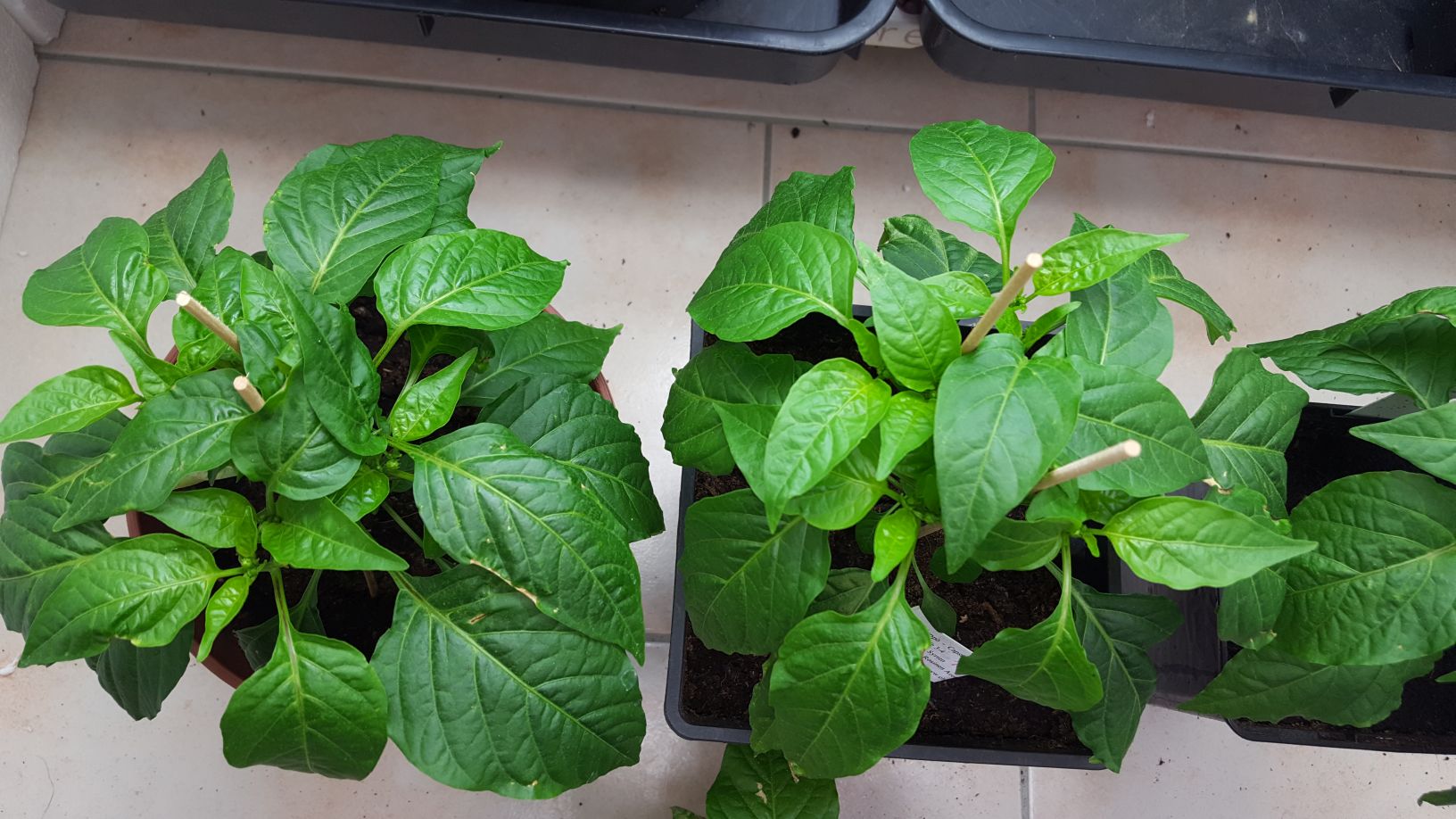 Für die Originalgrösse auf das Bild klicken