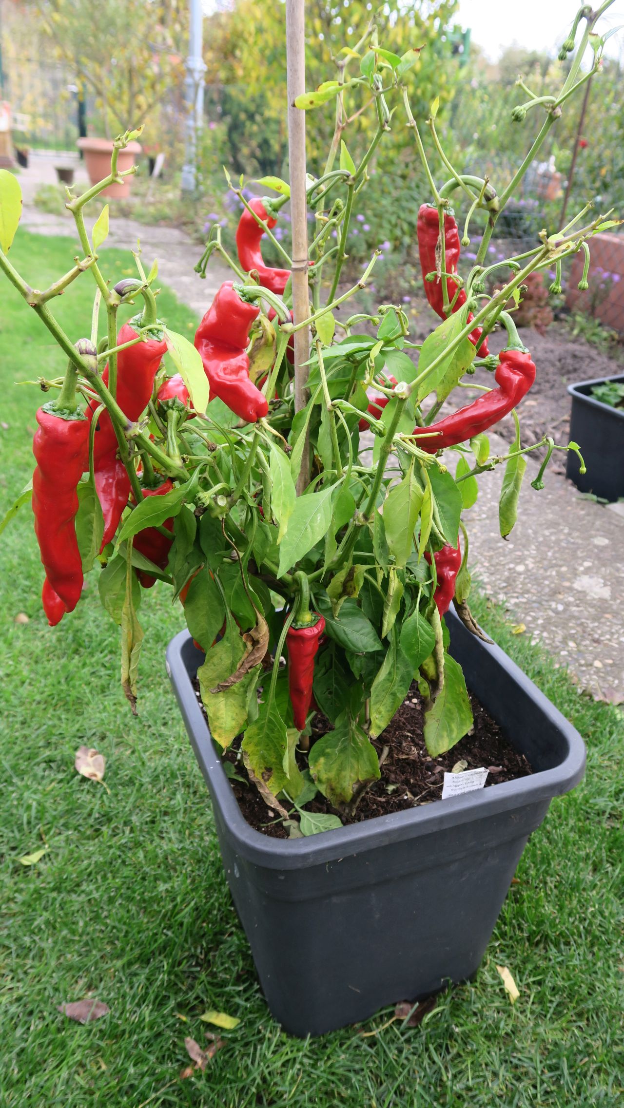 Für die Originalgrösse auf das Bild klicken