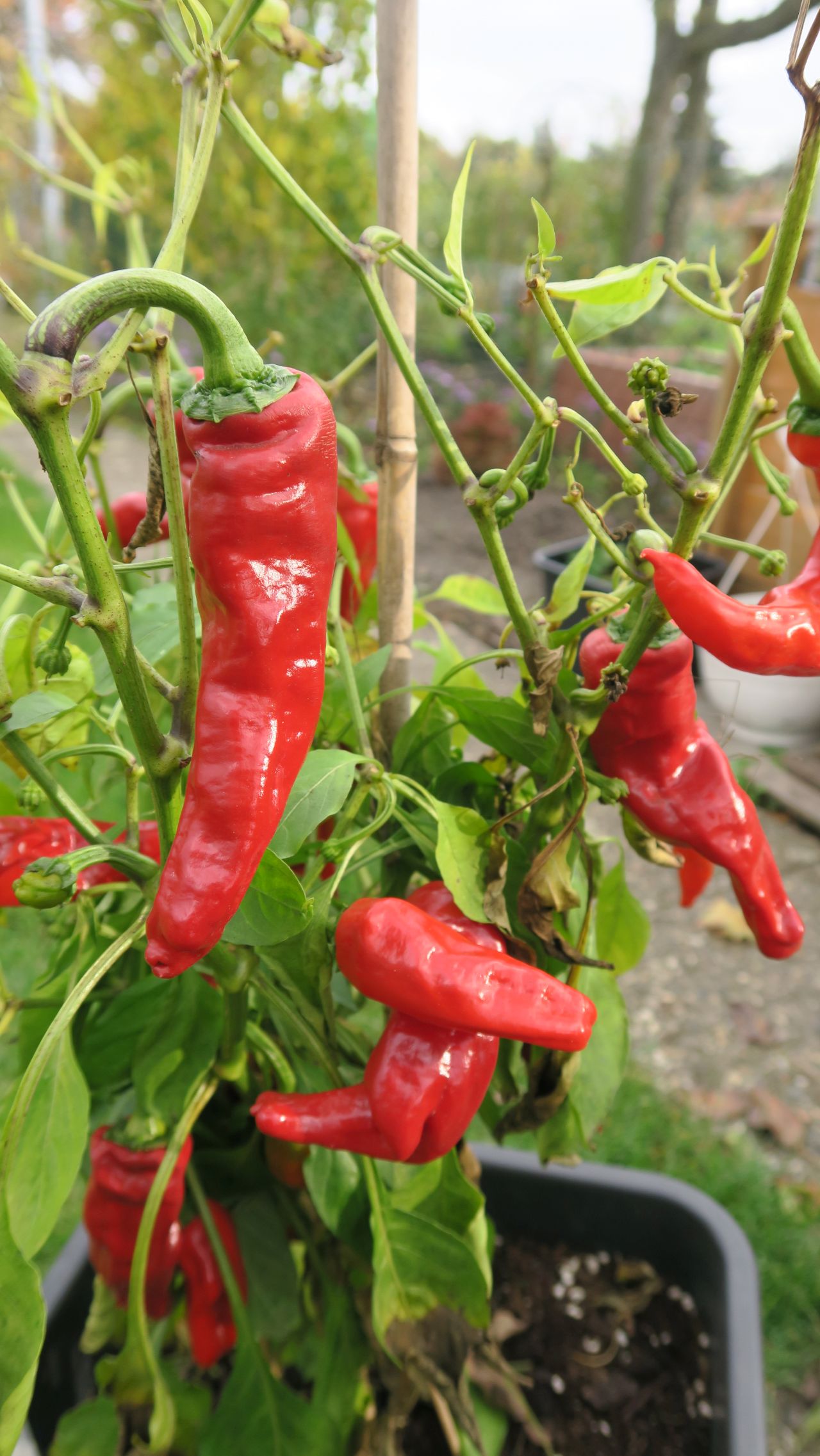 Für die Originalgrösse auf das Bild klicken