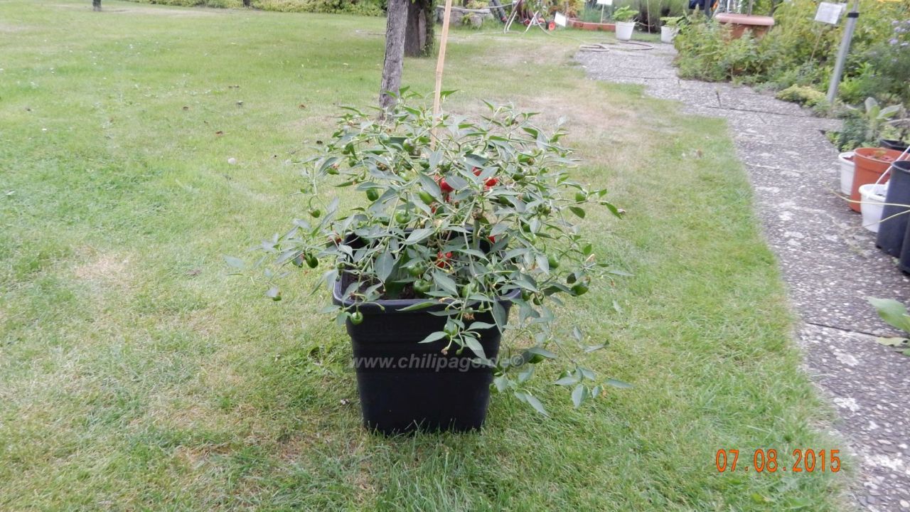 Für die Originalgrösse auf das Bild klicken