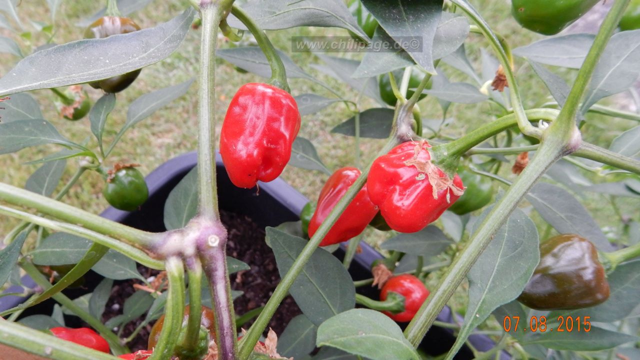 Für die Originalgrösse auf das Bild klicken