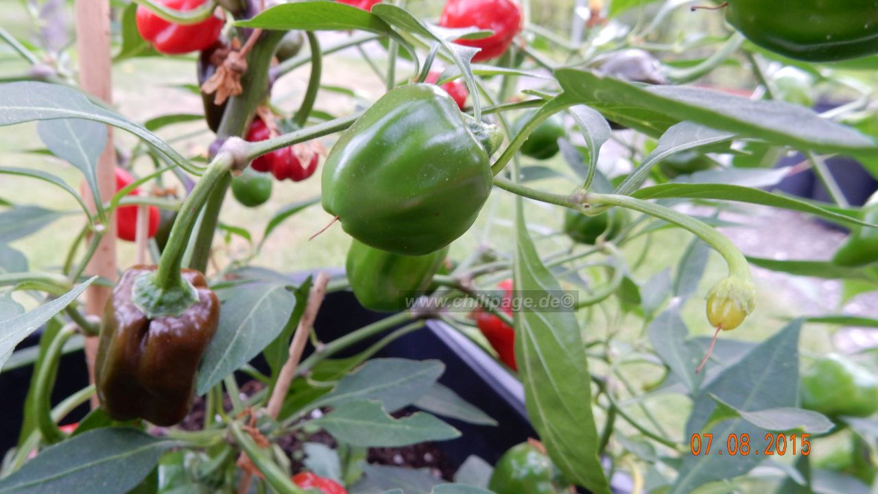 Für die Originalgrösse auf das Bild klicken