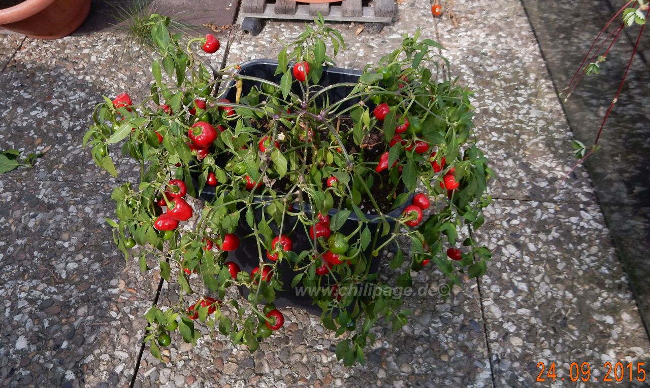 Für die Originalgrösse auf das Bild klicken