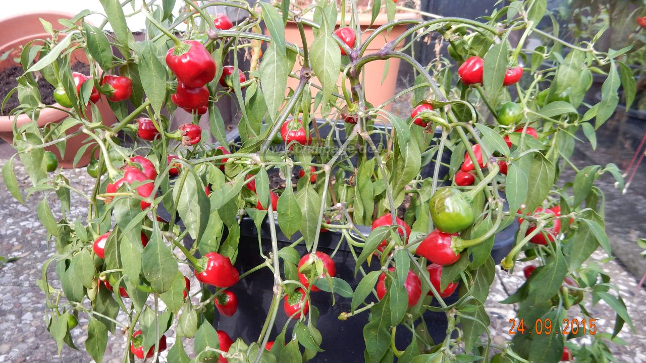 Für die Originalgrösse auf das Bild klicken