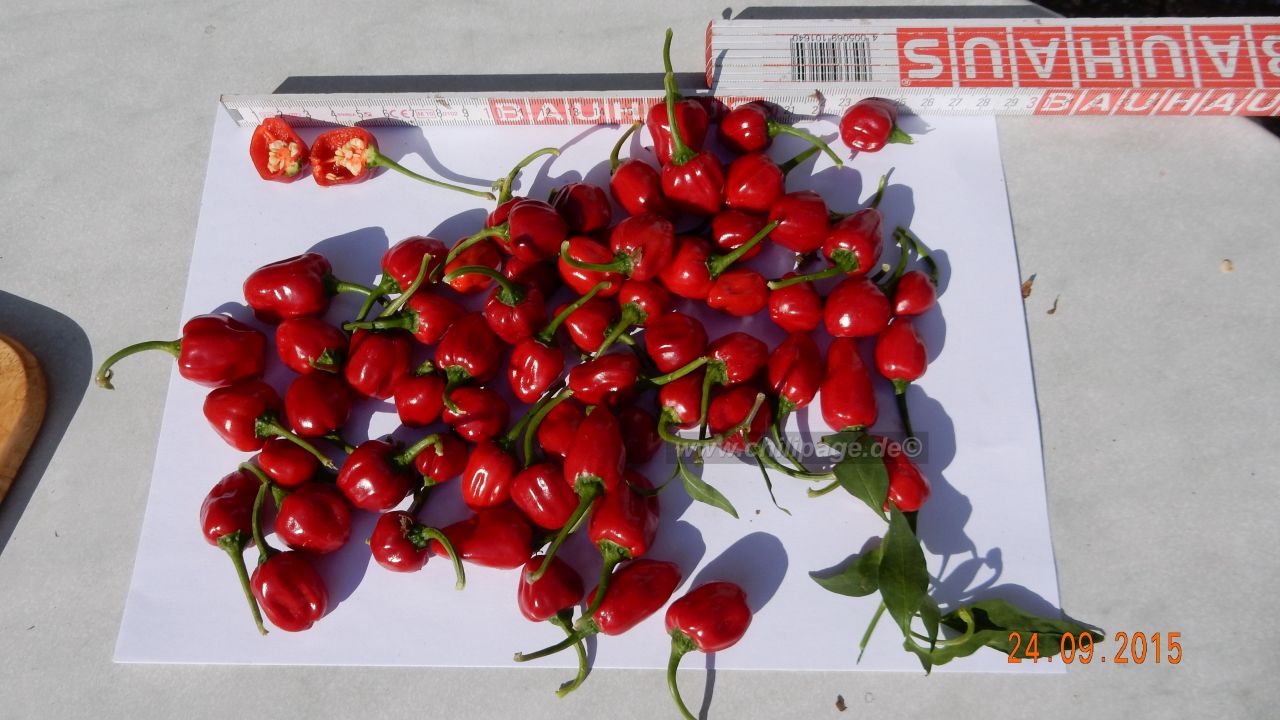 Für die Originalgrösse auf das Bild klicken