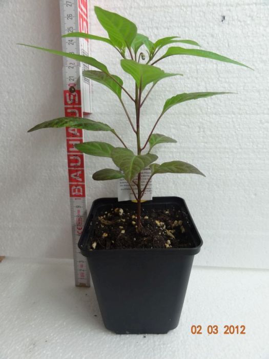 Chili Bolivian Rainbow - Capsicum annuum