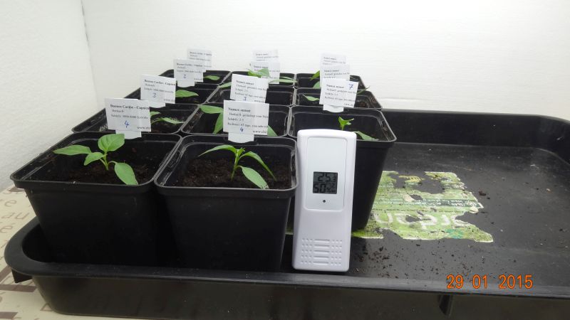 Buenos Caribe und Numex sunset