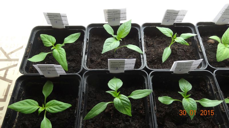 Buenos Caribe und Numex Sunset