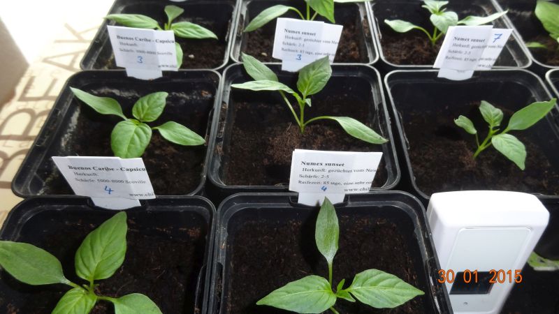 Buenos Caribe und Numex Sunset