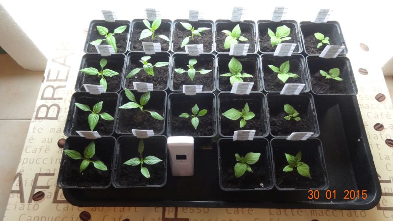 Buenos Caribe, Numex Sunset und Rocoto