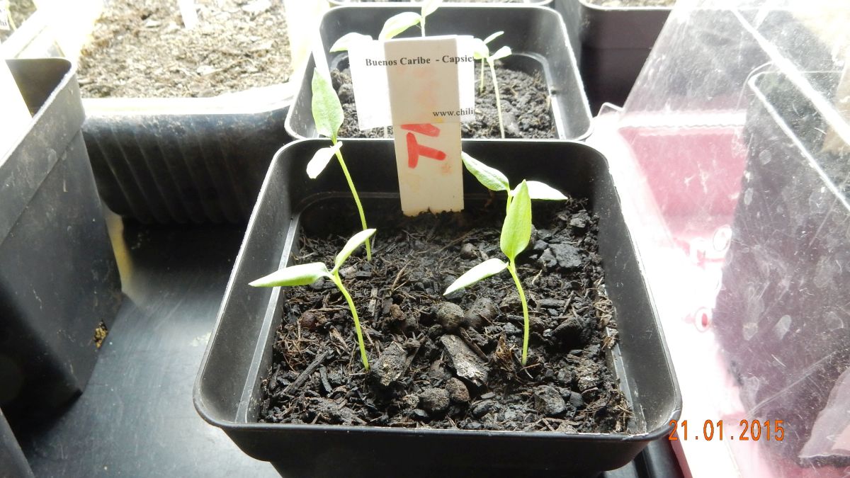 Für die Originalgrösse auf das Bild klicken