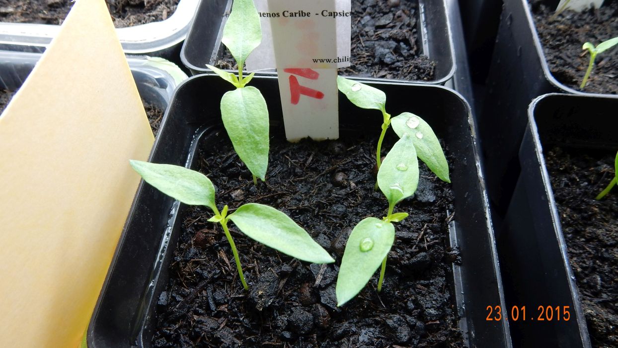 Für die Originalgrösse auf das Bild klicken