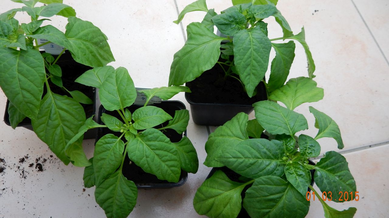 Für die Originalgrösse auf das Bild klicken