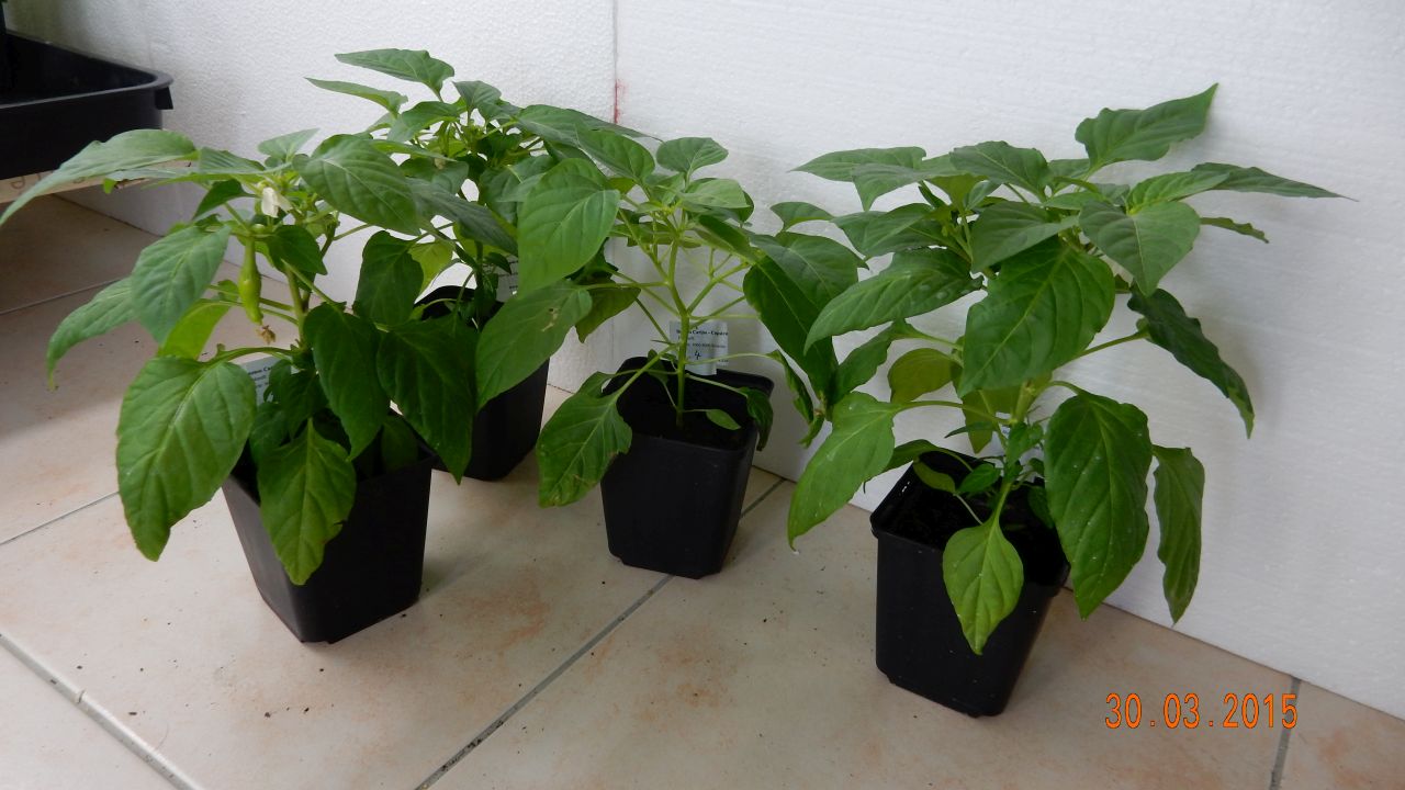 Für die Originalgrösse auf das Bild klicken