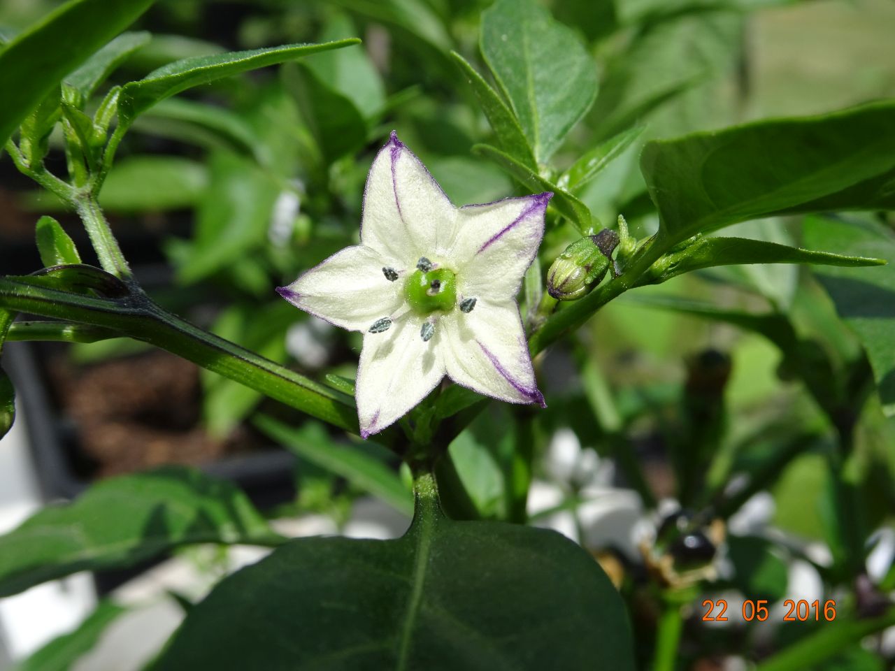 Für die Originalgrösse auf das Bild klicken