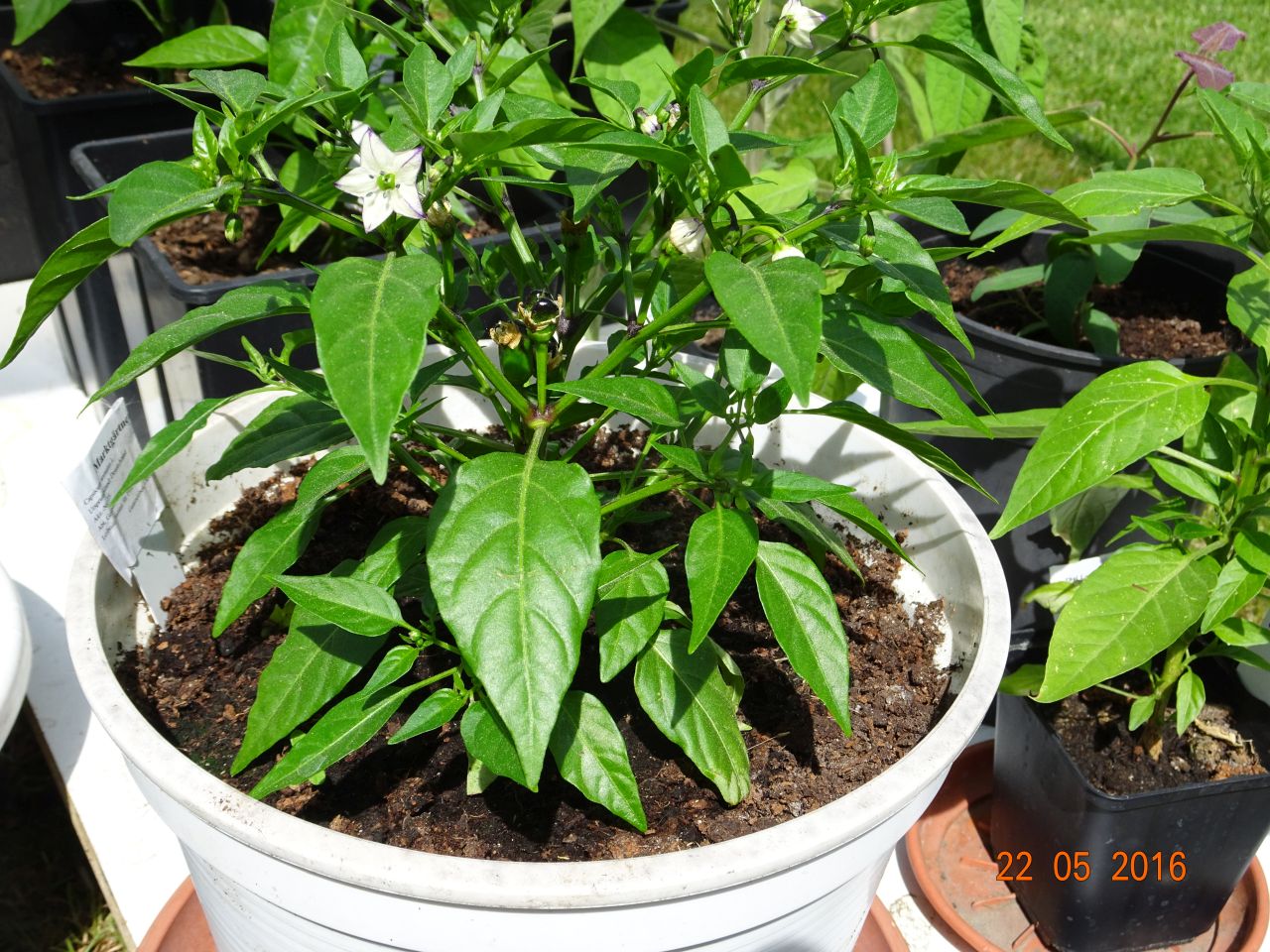 Für die Originalgrösse auf das Bild klicken