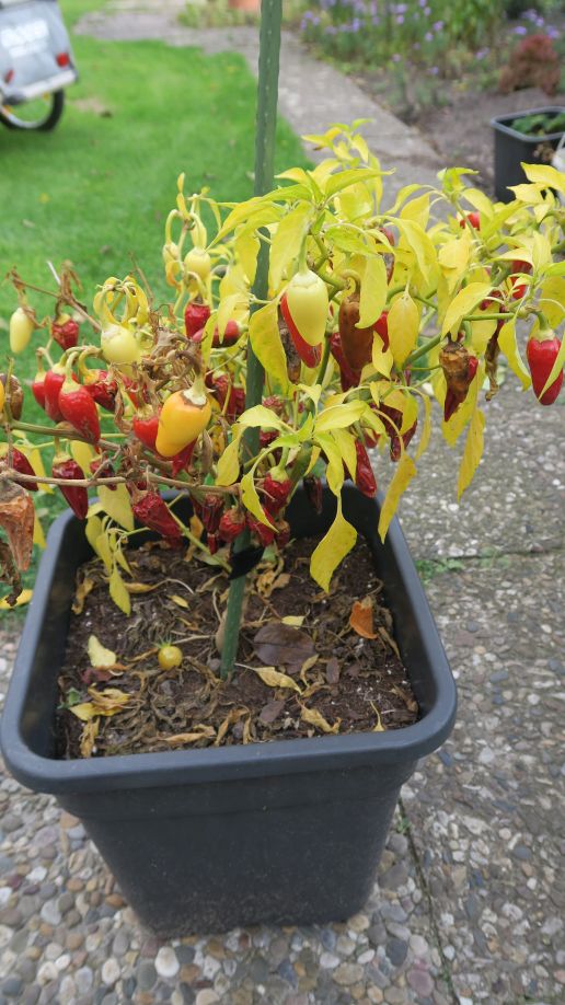 Für die Originalgrösse auf das Bild klicken