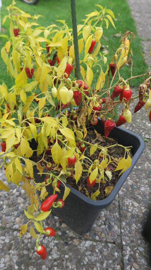 Für die Originalgrösse auf das Bild klicken