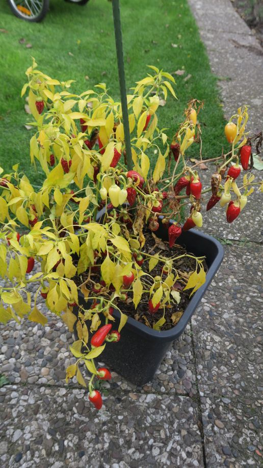 Für die Originalgrösse auf das Bild klicken