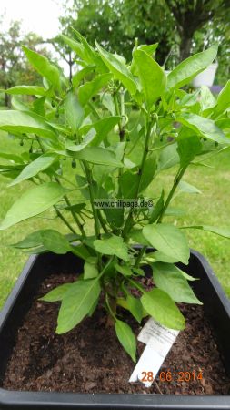 Golden Cayenne - Capsicum annuum - 218 Tage nach der Aussaat