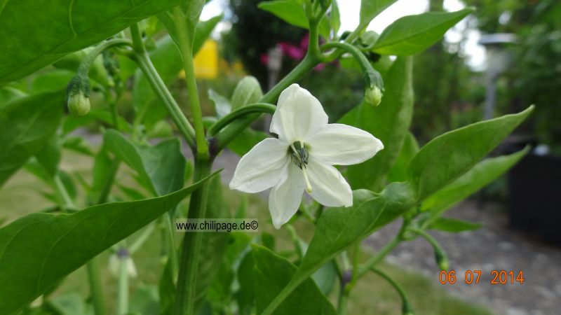 Golden Cayenne - Capsicum annuum