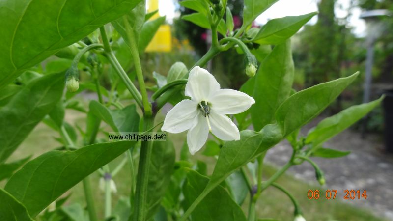 Golden Cayenne - Capsicum annuum