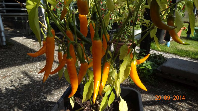 Golden Cayenne - Capsicum annuum