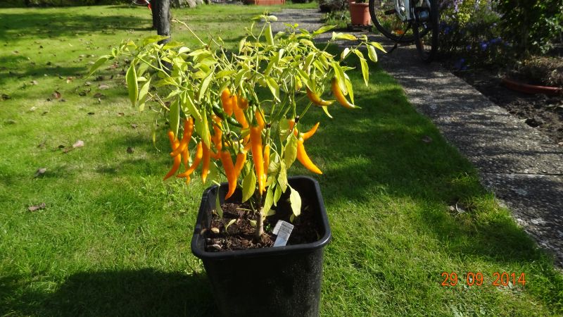 Golden Cayenne - Capsicum annuum
