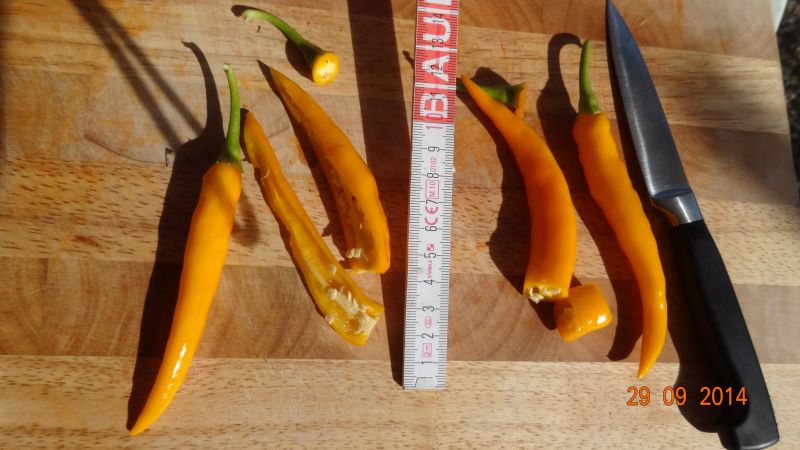 Golden Cayenne - Capsicum annuum