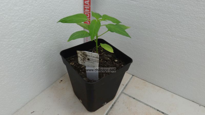 Golden Cayenne - Capsicum annuum