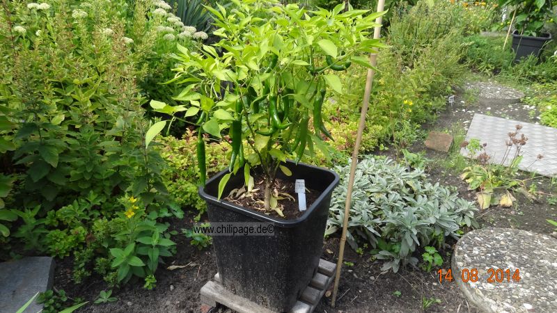 Golden Cayenne - Capsicum annuum