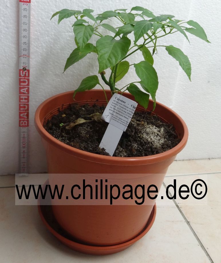 Eine Cayenne, 13 Wochen nach der Aussat
