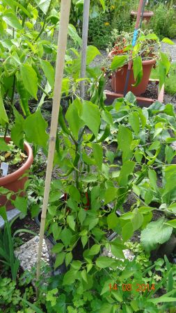 Cayenne rot - Capsicum annuum - 218 Tage nach der Aussaat