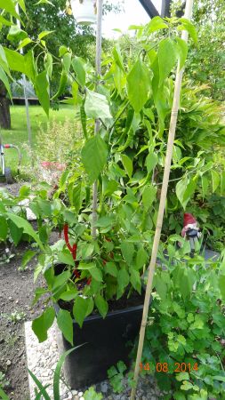 Cayenne rot - Capsicum annuum - 218 Tage nach der Aussaat