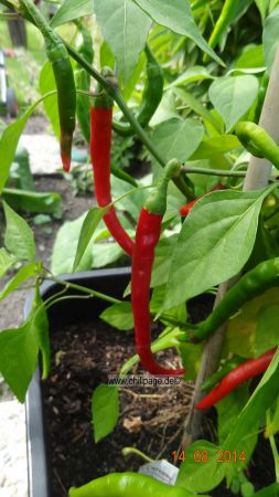 Cayenne rot - Capsicum annuum - 218 Tage nach der Aussaat